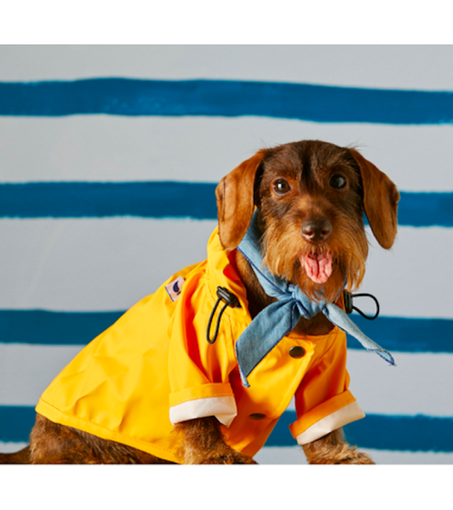 Hund Regenmantel - Sacha - Gelb The Painter's Wife geschenkidee schweiz kaufen