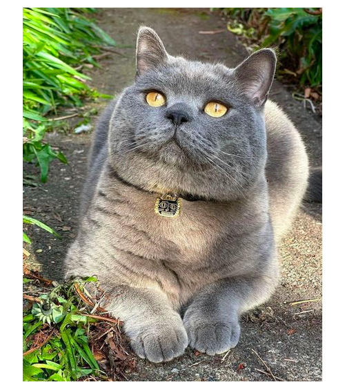 Collier pour Chat - BasquiCAT Niaski idée cadeau original suisse