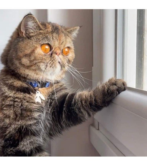 Katzenhalsband - Catisse Niaski geschenkidee schweiz kaufen